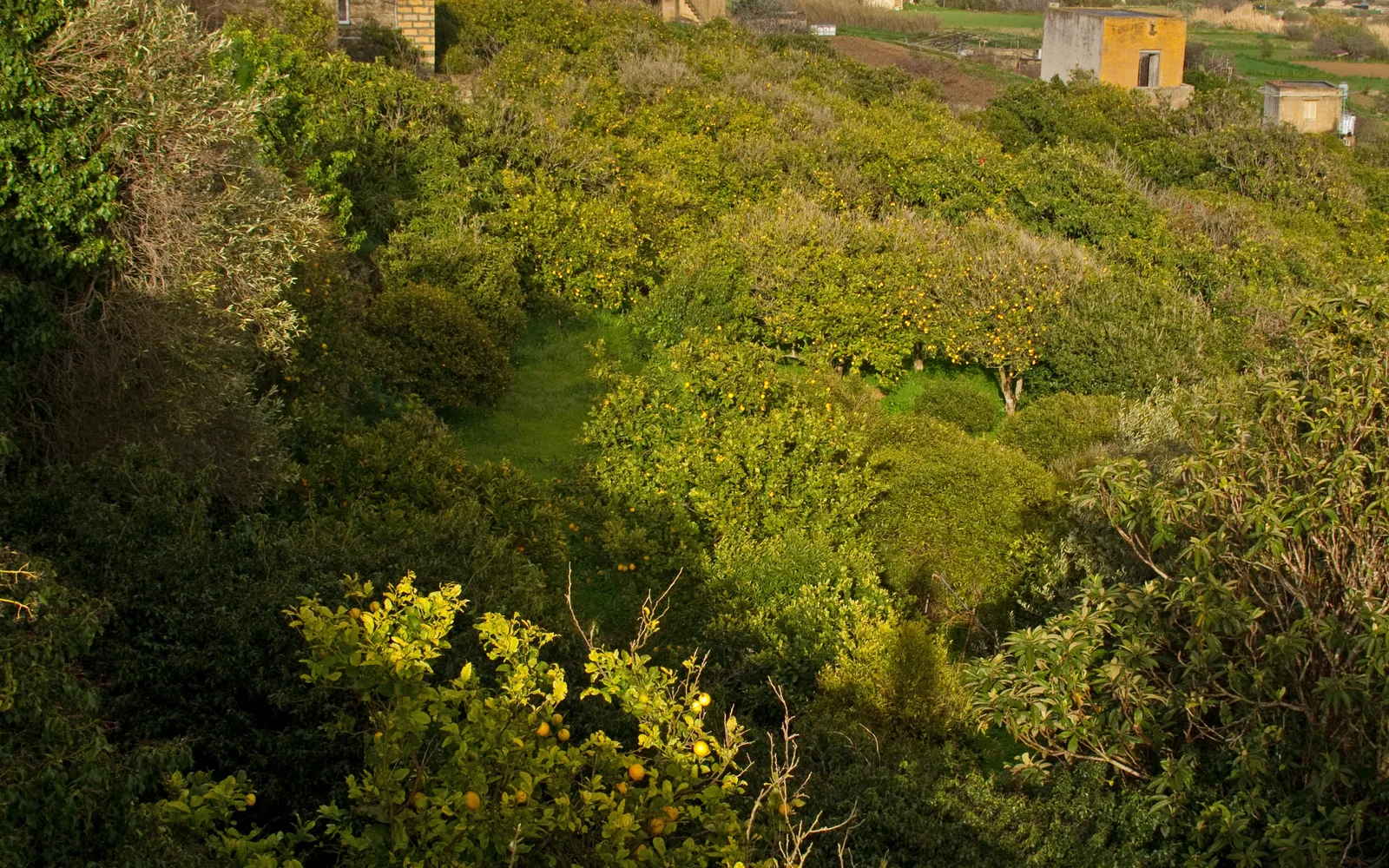 Ripe lemons hanging from branches in a mature citrus grove, with green foliage in the background